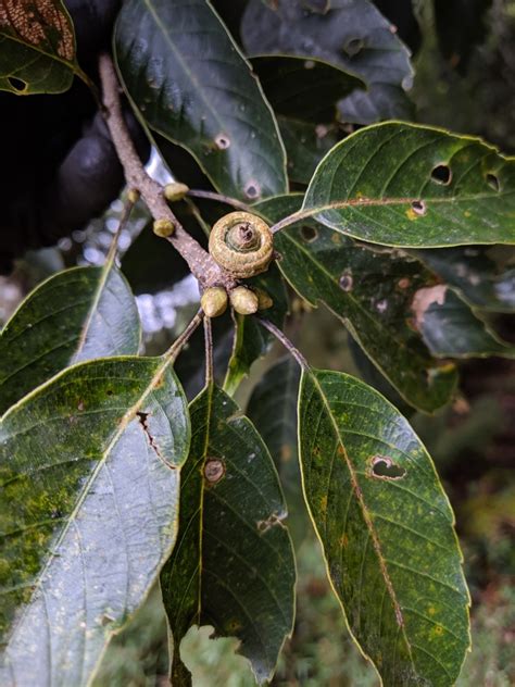 樹木介紹|臺灣的重要樹木 iNaturalist